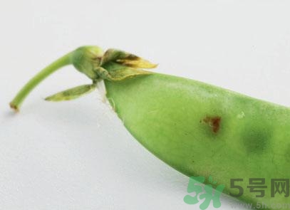 煮豌豆怎么做好吃？煮豌豆的做法