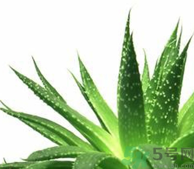 蘆薈膠會堵塞毛孔嗎？蘆薈膠應該怎么用？