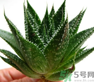 蘆薈膠會堵塞毛孔嗎？蘆薈膠應該怎么用？