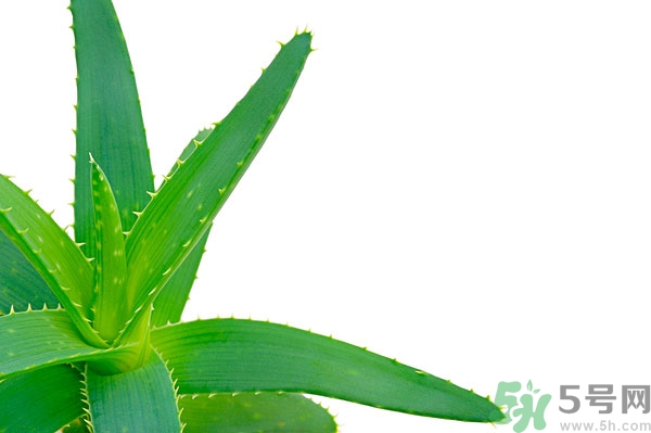蘆薈能去斑嗎？蘆薈膠會(huì)使皮膚變黑嗎？