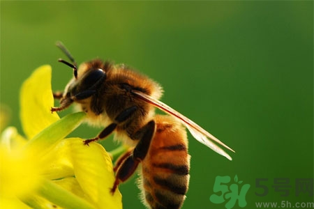 被蜜蜂蟄了怎么辦？被蜜蜂蟄了如何處理？