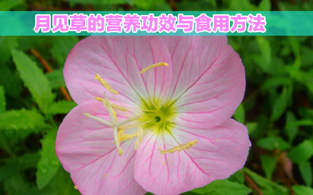 月見草膠囊感冒能吃嗎？感冒能吃月見草膠囊嗎？