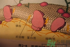 膽固醇對人體有傷害嗎？膽固醇是什么？