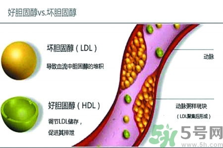 人體中的膽固醇分好壞嗎？如何區分膽固醇的好壞？