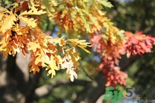 秋老虎如何謹(jǐn)防皮膚病？秋老虎如何預(yù)防皮膚病？