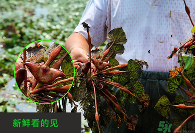 菱角是發物嗎？菱角是寒性的嗎？