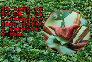 菱角是發物嗎？菱角是寒性的嗎？