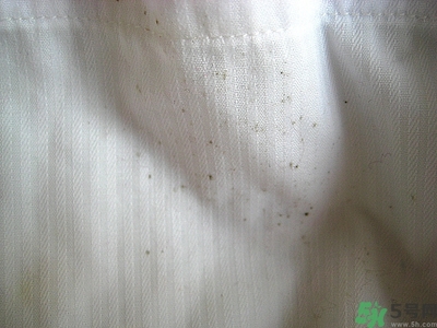 衣服長黑點怎么洗掉？衣服上長霉點怎么去除？