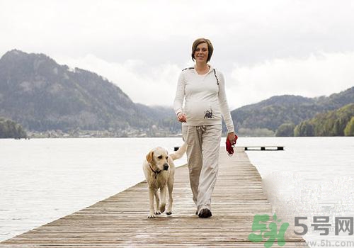 孕婦可以和狗狗在一起嗎？孕婦和狗狗接觸好不好？