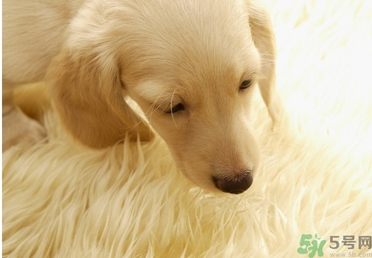 孕婦可以和狗狗在一起嗎？孕婦和狗狗接觸好不好？
