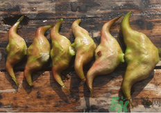 菱角懷孕可以吃嗎？孕婦能吃菱角嗎？