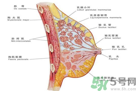 乳頭為什么會(huì)癢？乳頭癢怎么辦？