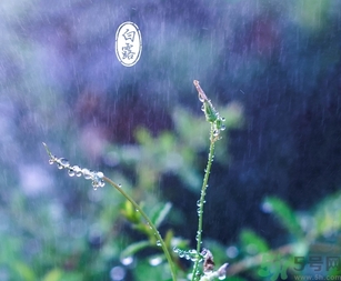 白露茶是什么茶？白露為什么要喝白露茶？