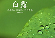 白露喝什么茶？白露養生茶飲推薦