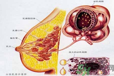 怎樣區分乳房包塊是良性還是惡性？如何診斷乳房腫塊是惡性還是良性？