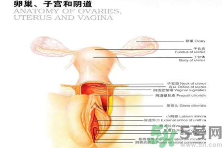 陰道松弛有什么危害？?陰道松弛恢復的方法有哪些？