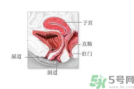 陰道松弛有什么危害？?陰道松弛恢復的方法有哪些？