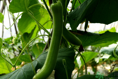 瓠子是涼性的嗎？如何辨別涼性食物與寒性食物？