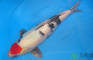 家里養什么魚好？家里養魚幾條最好？