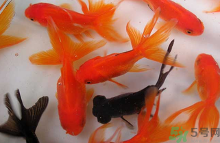 家里養什么魚好？家里養魚幾條最好？