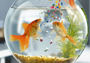 家里養(yǎng)魚好嗎？家里養(yǎng)魚有什么講究？
