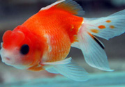 家里養(yǎng)什么魚好？家里養(yǎng)魚幾條最好？