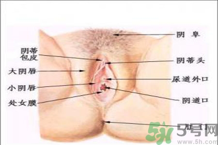 外陰瘙癢如何治療？外陰瘙癢可以用什么藥？？