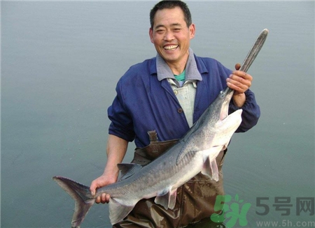鴨嘴魚的營養價值 鴨嘴魚的功效與作用