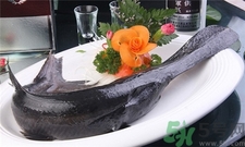鴨嘴魚的營養價值 鴨嘴魚的功效與作用