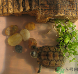 家里養(yǎng)烏龜好不好？家里養(yǎng)烏龜有什么講究？
