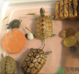 家里養(yǎng)烏龜好不好？家里養(yǎng)烏龜有什么講究？