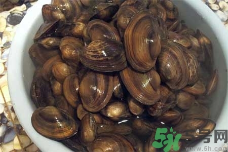 如何挑選河蚌？河蚌的營養(yǎng)價(jià)值？