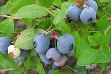 藍(lán)莓怎么洗？藍(lán)莓可以怎么吃？