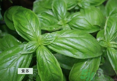 孕婦可以吃紫蘇嗎？孕婦吃紫蘇的好處及注意事項(xiàng)