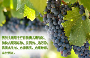 黑加侖皮能吃嗎?黑加侖皮的功效 黑加侖皮能吃嗎?黑加侖皮的功效