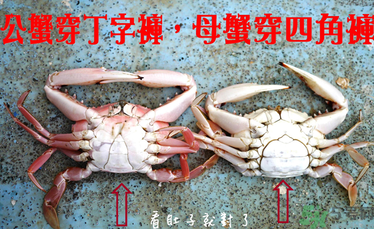 九月份吃公蟹還是母蟹？公蟹和母蟹哪個(gè)更好吃？