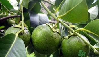 黑柿的營(yíng)養(yǎng)價(jià)值及功效 黑柿怎么吃？
