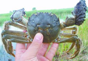 盤錦河蟹什么時候最好？盤錦河蟹什么時候最肥？