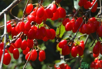 茱萸是什么？重陽(yáng)節(jié)為什么要插茱萸？