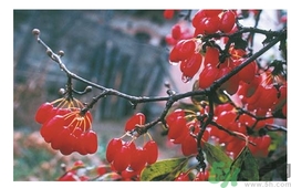 茱萸是什么？重陽(yáng)節(jié)為什么要插茱萸？