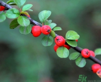 茱萸是什么？重陽(yáng)節(jié)為什么要插茱萸？