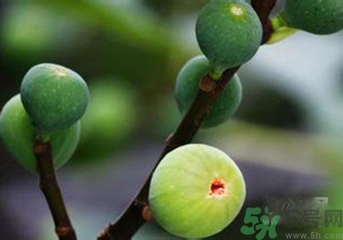 吃無花果會過敏嗎？吃無花果干會過敏嗎？