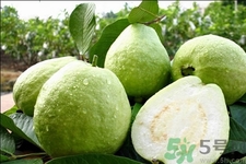 芭樂怎么吃？芭樂的營養價值與功效