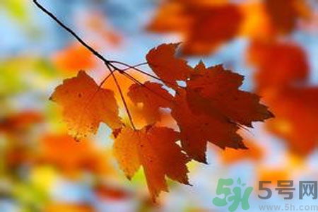 秋季上火怎么辦？秋天上火吃什么好？