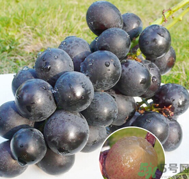 巨峰葡萄怎么保存？巨峰葡萄可以放多久？