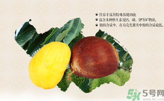 板栗和什么一起泡酒好？板栗泡酒的功效與作用有哪些？