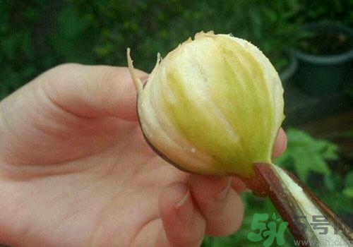 吃無花果要剝皮嗎？吃無花果皮有什么好處？