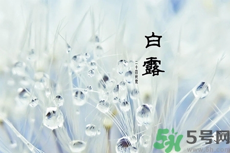 白露節吃什么？白露節的傳統美食有哪些？
