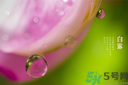 白露節吃什么？白露節的傳統美食有哪些？