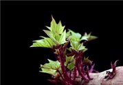 紅薯發芽了還能吃嗎?紅薯長芽有毒嗎?